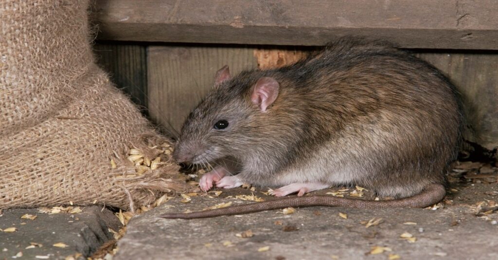 Como Acabar com Ratos no Forro do Telhado? Ratos em cima do forro e agora? Saiba como acabar com esses ratos que costumam habitar forros sem necessariamente fazer uso de veneno raticidas!