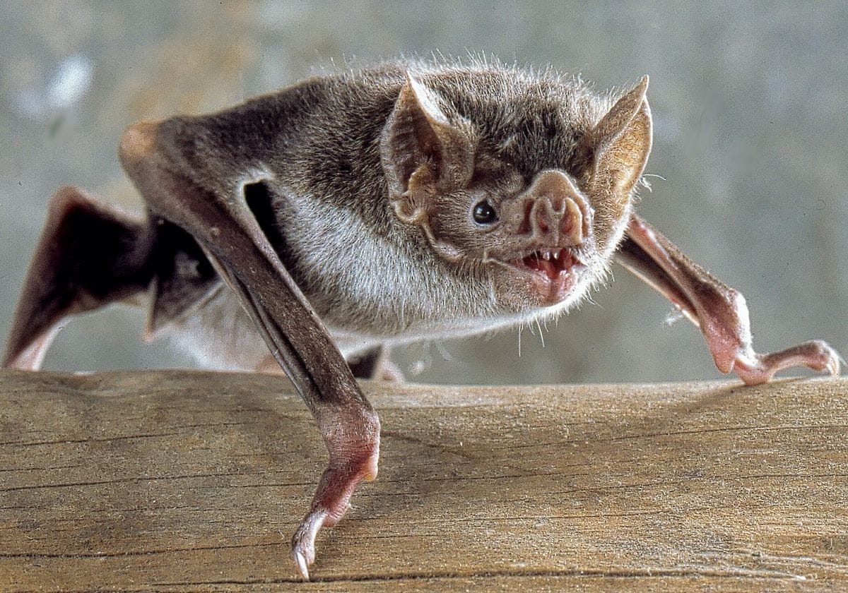 Expurgo De Morcegos