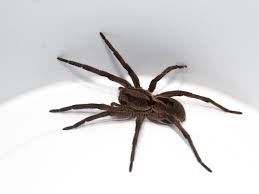 Dedetização de Aranhas