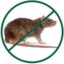 Desratização-Controle de Ratos