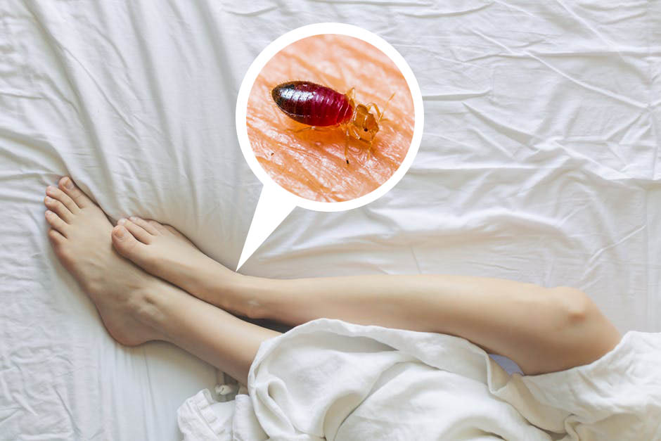 Como Verificar a Presença de Percevejos de Cama?